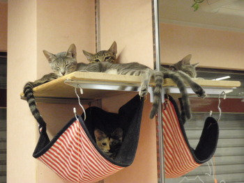 猫里親募中