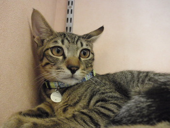 仔猫に愛に来て！
