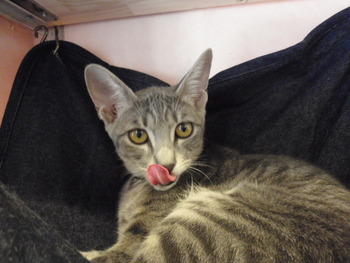 仔猫に愛に来て！