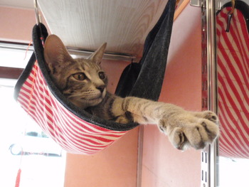 仔猫里親募集