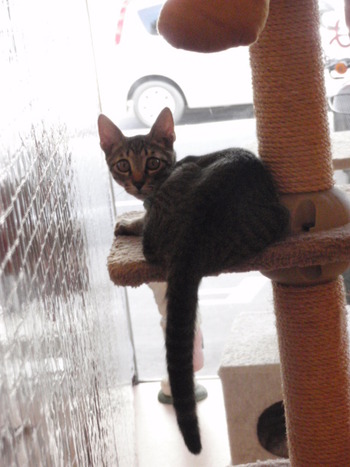 仔猫里親募集