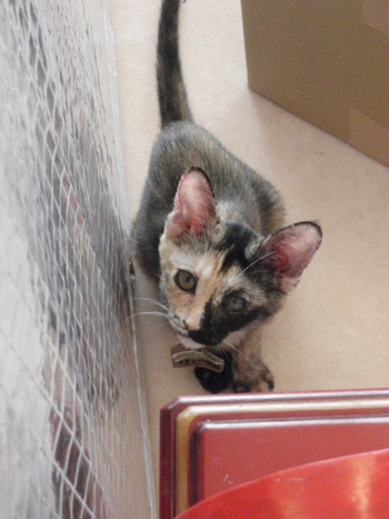 仔猫里親募集