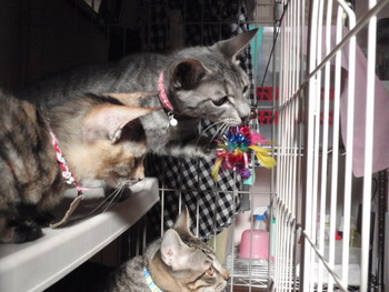 仔猫里親募集