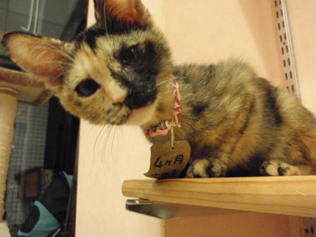仔猫里親募集