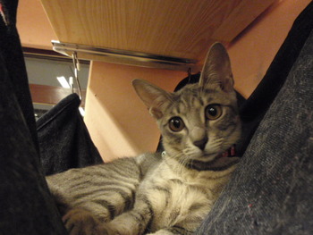 手術済トラ猫里親募集