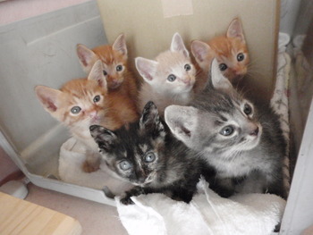 ６兄妹仔猫来店