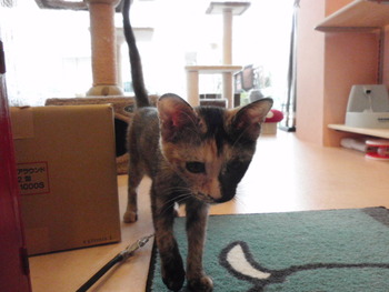 仔猫の里親さん