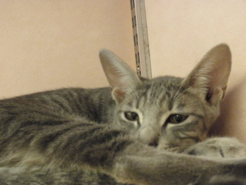 仔猫の里親さん