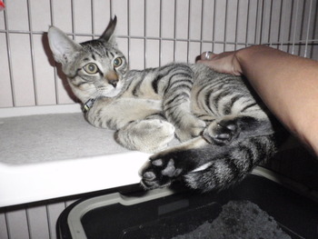 仔猫の里親さん