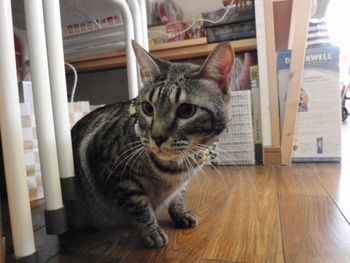 ここちゃん