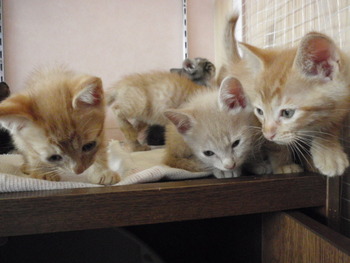 ６兄弟仔猫里親募集