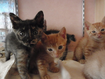 ６兄弟仔猫里親募集