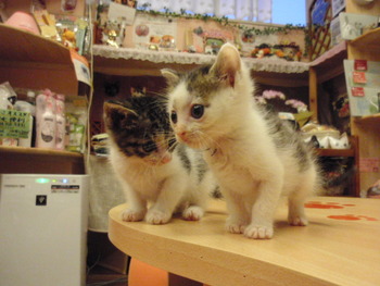 キジブチ猫里親募集