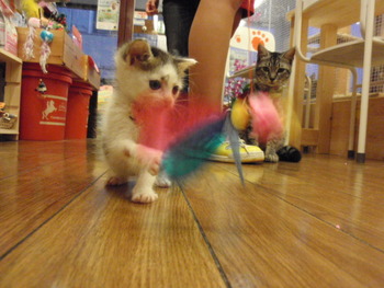 キジブチ猫里親募集