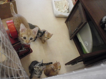 トラ仔猫里親募集