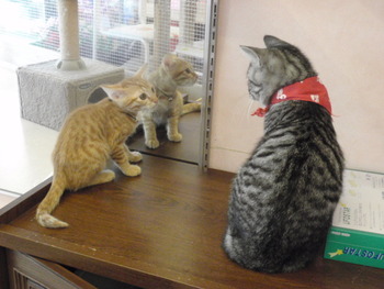 トラ仔猫里親募集