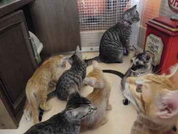 仔猫里親募集