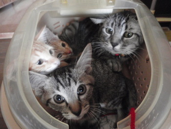 仔猫里親募集