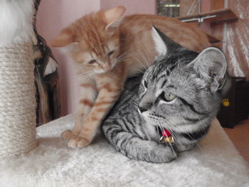 ４トラ猫里親募集