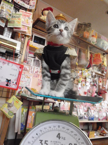 ミミィちゃん