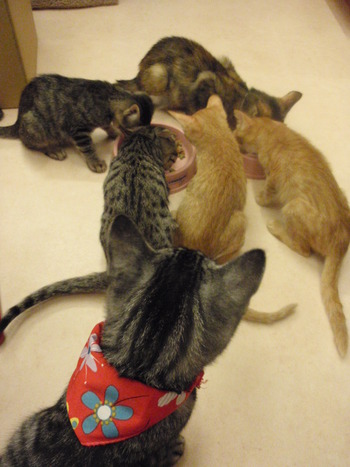 ４トラ猫里親募集
