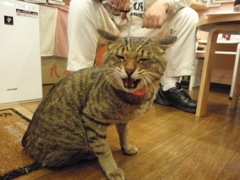 トラ君