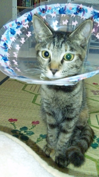 わかめちゃん
