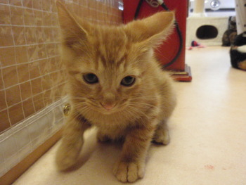 ５仔猫里親募集
