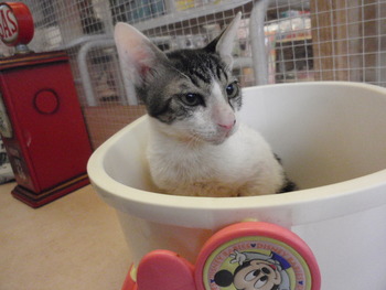 ハート猫里親募集