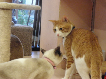 猫らんど