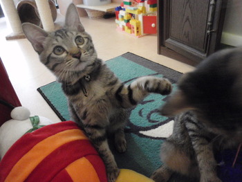 キジトラ兄弟猫里親