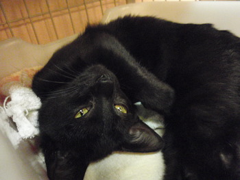 黒猫里親募集