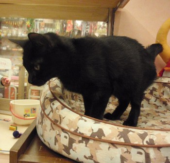 黒猫里親募集