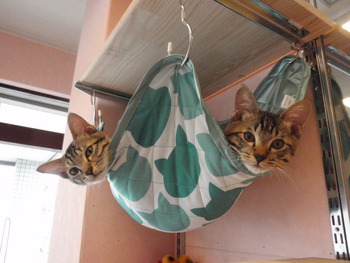 トラ３猫里親募集
