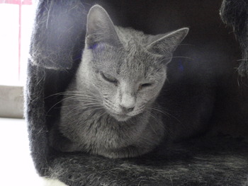 成猫部屋