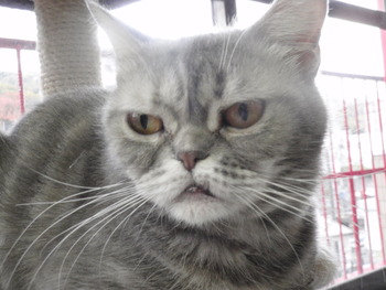 成猫部屋