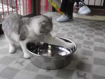 面白い猫（＾◇＾）