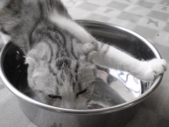 面白い猫（＾◇＾）
