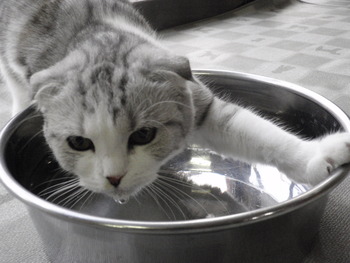 面白い猫（＾◇＾）