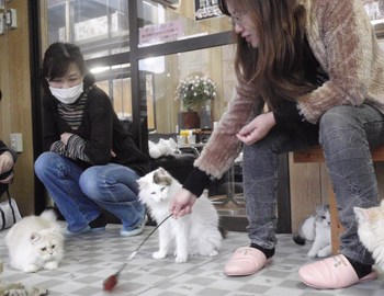 猫カフェ豊八