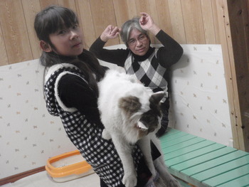 猫カフェ豊八