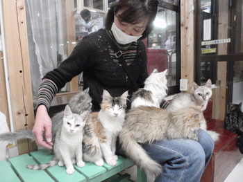 猫カフェ豊八