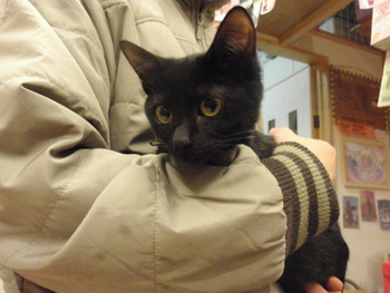 黒猫体験中