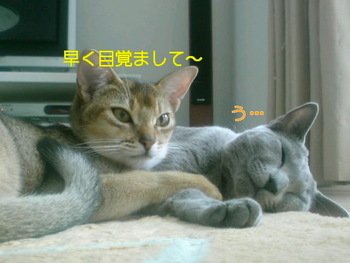 りんちゃん＆はなちゃん