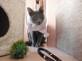 ゆずちゃん猫パンチ