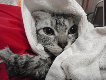 スコのこうめちゃん