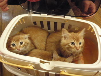長毛茶トラ猫里親募集