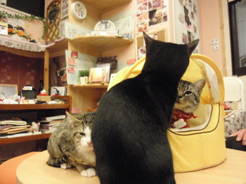 ひなちゃん＆トラ君