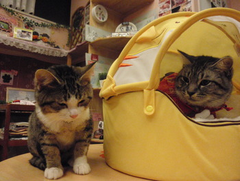 ひなちゃん＆トラ君