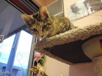 ムギ猫里親募集